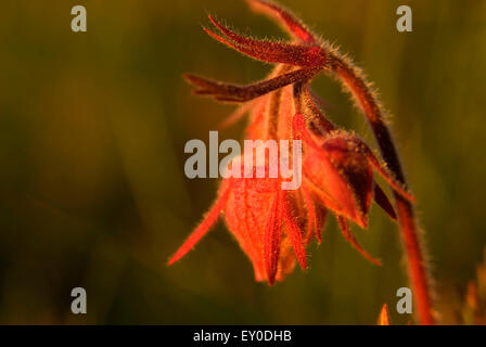 Prairie Rauch auf Blue Mountain, Olympic Nationalpark, Washington Stockfoto