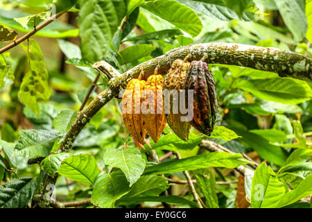 Gelb, braun, orange und grün Kakaobohnen hängen aus dem Zweig der grünen "Theobroma Cacao" Baum in Bali, Indonesien Stockfoto