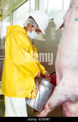 Schlachthof Arbeiter ernten Schweinefleisch Blut, das die weitere in rotem Fleisch Industrie für verschiedene Spezialitäten verwendet werden. Stockfoto