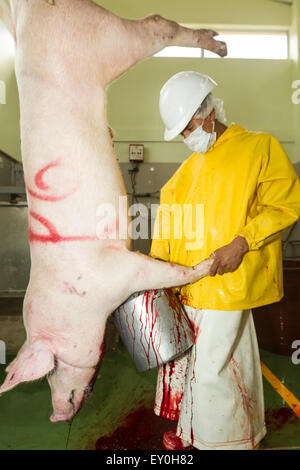 Schlachthof Arbeiter ernten Schweinefleisch Blut, das die weitere in rotem Fleisch Industrie für verschiedene Spezialitäten verwendet werden. Stockfoto