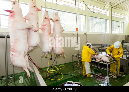 Schlachthof Szene mit Arbeiter und gehängt Tier auf der Produktionslinie Eigenschaft Freigegeben Bilder Stockfoto