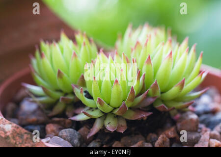 Sempervivum 'Lisa' in einem Terrakotta-Topf. Stockfoto