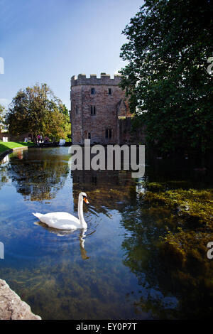 Ein Höckerschwan driftet, um dem Bischof Palast Wassergraben in Wells, Somerset, England, UK Stockfoto