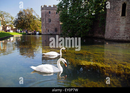 Ein paar Höckerschwäne drift um des Bischofs Palast Wassergraben in Wells, Somerset, England, UK Stockfoto