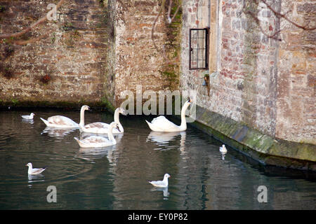 Ein Höckerschwan ihre Cygnets beizubringen, die Klingel für Lebensmittel am Fenster im Bischöflichen Palast Torhaus in Wells, Somerset UK Stockfoto