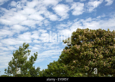 Altocumulus-Wolken gebrochen, blaue Makrele Himmel über Swansea, West Glamorgan, Wales, UK Stockfoto