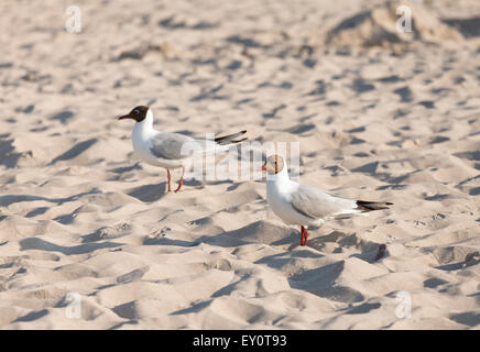 Zwei Möwen am Strand bei Sonnenuntergang. Stockfoto