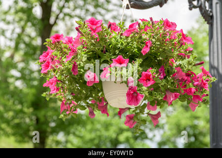 Petunien Blüten In hängenden Blumentopf Stockfoto
