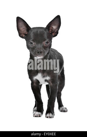 Schwarz / weiß Chihuahua Hund vor einem weißen Hintergrund Stockfoto