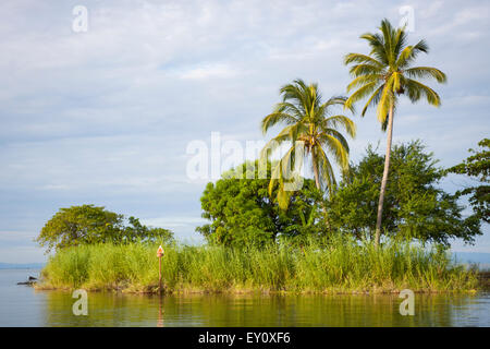 Vegetation auf den Inseln von Granada, Nicaragua Stockfoto