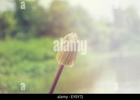 Weiße Knospe der Lotusblüte im Sonnenlicht Stockfoto