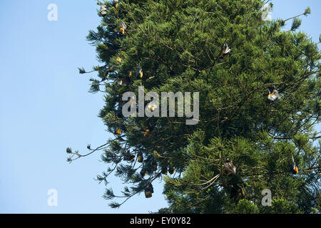 Flughunde hängen in den Bäumen in den königlichen botanischen Garten in Kandy, Sri Lanka Stockfoto