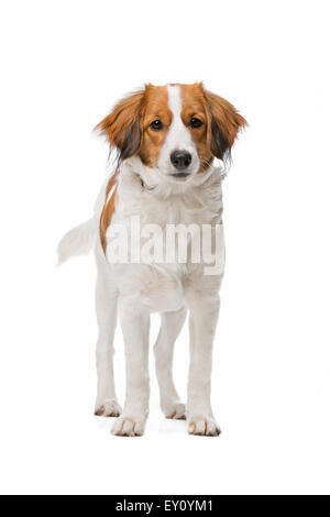 Kooikerhund, niederländische Hunderasse, vor einem weißen Hintergrund Stockfoto