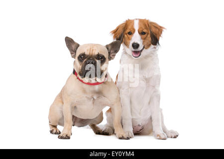 Französische Bulldogge und ein Kooikerhund vor einem weißen Hintergrund Stockfoto