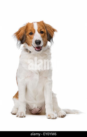 Kooikerhund, niederländische Hunderasse, vor einem weißen Hintergrund Stockfoto