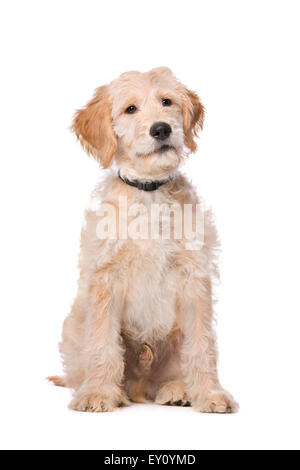 Beige Labradoodle Hund vor einem weißen Hintergrund Stockfoto