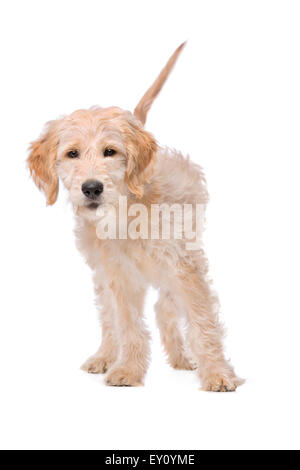 Beige Labradoodle Hund vor einem weißen Hintergrund Stockfoto