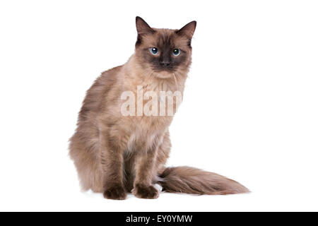 Ragdoll Katze vor einem weißen Hintergrund Stockfoto