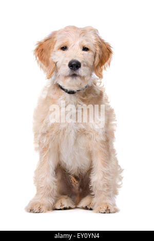Beige Labradoodle Hund vor einem weißen Hintergrund Stockfoto