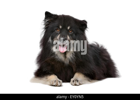 Finnische Lapphund vor einem weißen Hintergrund Stockfoto