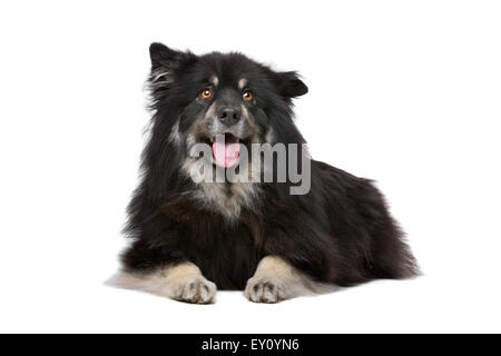 Finnische Lapphund vor einem weißen Hintergrund Stockfoto