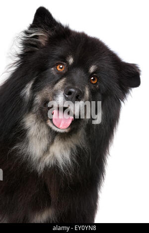 Finnische Lapphund vor einem weißen Hintergrund Stockfoto