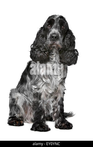 Dark blue Roan Cocker Spaniel vor einem weißen Hintergrund Stockfoto