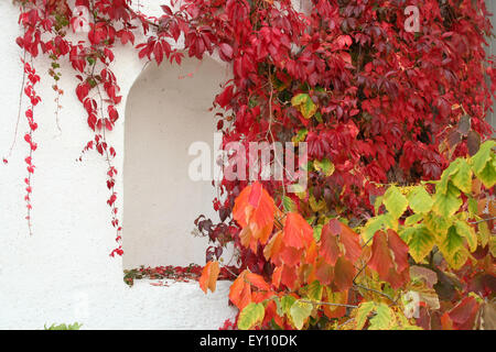 Rote und gelbe Reben Schleifen auf weiße Wand, Clervaux, Luxemburg. Stockfoto