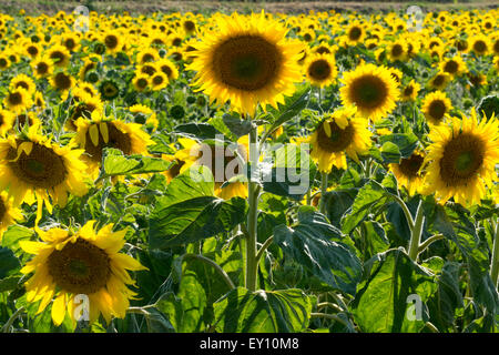 Hinterleuchtete Sonnenblumen (Helianthus annuus) bei Sonnenuntergang im Sommer (Juli) in einem Feld in Mittelberg, Niederösterreich Stockfoto