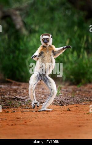 Ein springender Verreau Sifaka, Berenty Reserve, Madagaskar. Stockfoto