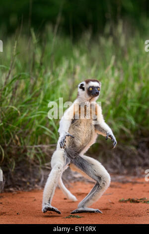 Ein springender Verreau Sifaka, Berenty Reserve, Madagaskar. Stockfoto