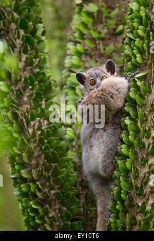 Eine weiße leichtfüßig sportliche Lepilemur Mutter mit Baby, Berenty Reserve, Madagaskar. Stockfoto