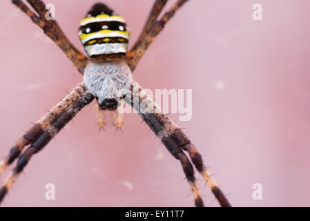 Eine Makroaufnahme einer gelben und schwarzen Kreuzspinne. Stockfoto