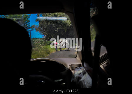 Eine Landwirtin läuft auf der Landstraße, während sie einen voll beladenen Wagen kontrolliert, der von Kühen gezogen wird; fotografiert von einem Auto in Tomohon, Indonesien. Stockfoto