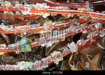 Schnecken ernähren sich von pazifischen Hering (Clupea Pallasii) Eiern gelegt auf Spaghetti Rot Algen (Gracilariopsis), Nanaimo, Vancouver Isla Stockfoto