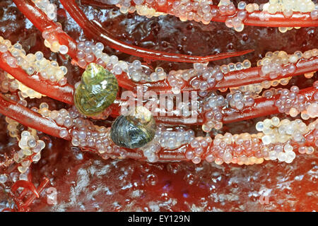 Schnecken ernähren sich von pazifischen Hering (Clupea Pallasii) Eiern gelegt auf Spaghetti Rot Algen (Gracilariopsis), Nanaimo, Vancouver Isla Stockfoto