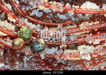 Schnecken ernähren sich von pazifischen Hering (Clupea Pallasii) Eiern gelegt auf Spaghetti Rot Algen (Gracilariopsis), Nanaimo, Vancouver Isla Stockfoto