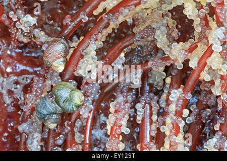 Schnecken ernähren sich von pazifischen Hering (Clupea Pallasii) Eiern gelegt auf Spaghetti Rot Algen (Gracilariopsis), Nanaimo, Vancouver Isla Stockfoto