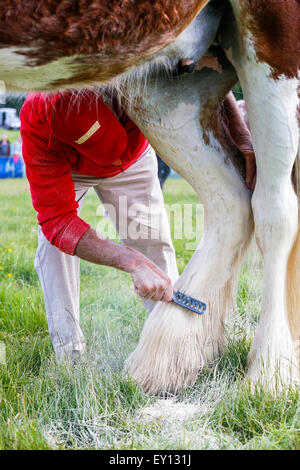 Trotz der jüngsten Unwetter und Starkregen in der Nähe viele Konkurrenten aus ganz Schottland stellte sich heraus, zu unterstützen und konkurrieren in der jährlichen Heavy Horse Show in das Museum of Country Life, East Kilbride, Glasgow, Schottland. Stockfoto