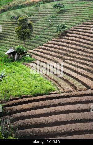 Landwirtschaftliche Terrasse in Tomohon, North Sulawesi, Indonesien. Stockfoto