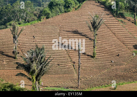 Landwirtschaftliches Ackerland mit Palmen in einem Waldhintergrund in Minahasa, Nord-Sulawesi, Indonesien. Stockfoto