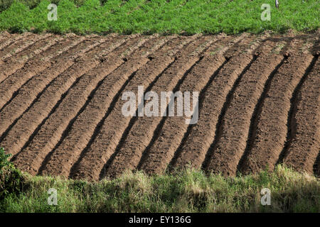 Muster eines landwirtschaftlichen Ackerlandes in Tomohon, Nord-Sulawesi, Indonesien. Stockfoto