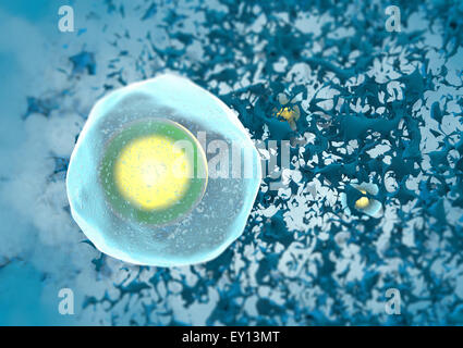 Einzelne menschliche Eizelle auf blauem Hintergrund Stockfoto