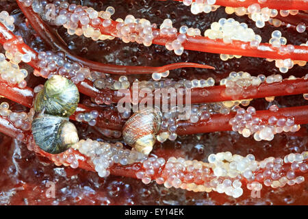 Schnecken ernähren sich von pazifischen Hering (Clupea Pallasii) Eiern gelegt auf Spaghetti Rot Algen (Gracilariopsis), Nanaimo, Vancouver Isla Stockfoto