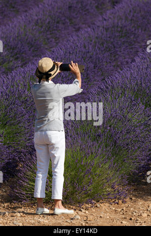 Lady Tourist verewigen einen außergewöhnlichen Anblick: der Juni voller Blüte von Feldinhalten Hybrid Lavendel in der Provence (Frankreich). Stockfoto