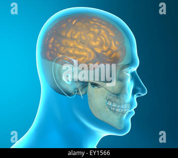 3D-Bild eines menschlichen Schädels auf blauem Hintergrund isoliert Stockfoto