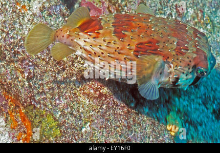 Igelfisch Kugelfisch und Langusten Stachelschwein Fisch auch genannt. Roca Redonda. Galapagos. Ecuador.  Erstaunliche Unterwasserwelt Unterwasserwelt. Stockfoto