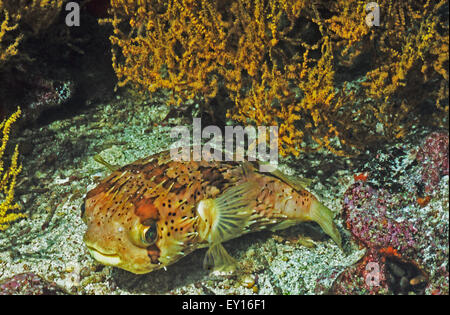 Igelfisch Kugelfisch und Langusten Stachelschwein Fisch auch genannt. Roca Redonda. Galapagos. Ecuador.  Erstaunliche Unterwasserwelt Unterwasserwelt. Stockfoto