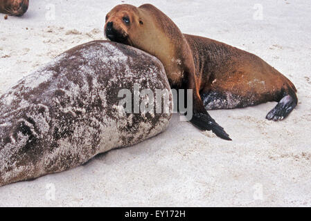 Seelöwen-lounge am Strand in der Sonne Galapagos. Stockfoto