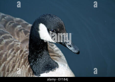 Closeup Portrait der kanadische Gans Branta Canadensis Peconic River Riverhead Long Island New York Stockfoto